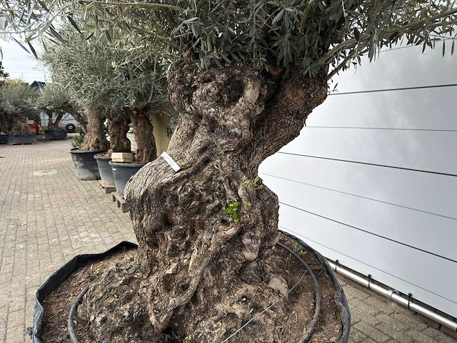 Olijfboom bonsai xl - olea europaea - ca. 100 jaar oud - hoogte ca. 280 cm - afbeelding 9 van  13
