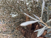 Olijfboom bonsai xl - olea europaea - ca. 100 jaar oud - hoogte ca. 290 cm - afbeelding 4 van  11