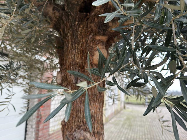 Olijfboom bonsai xl - olea europaea - ca. 100 jaar oud - hoogte ca. 290 cm - afbeelding 7 van  11