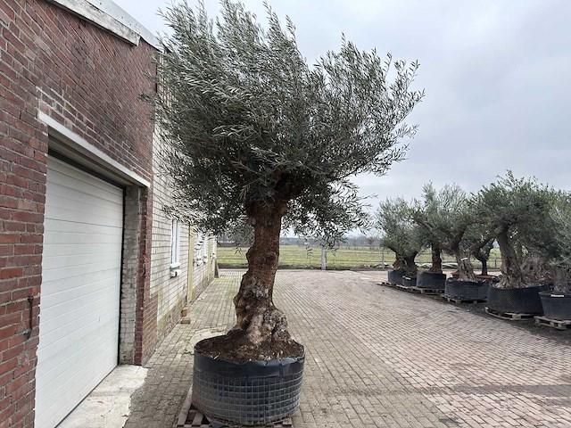 Olijfboom bonsai xl - olea europaea - ca. 100 jaar oud - hoogte ca. 290 cm - afbeelding 8 van  11