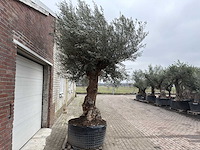 Olijfboom bonsai xl - olea europaea - ca. 100 jaar oud - hoogte ca. 290 cm - afbeelding 8 van  11