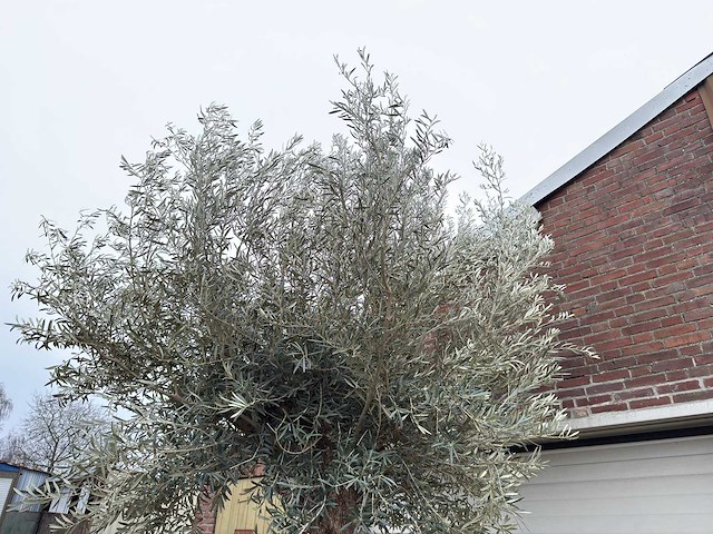 Olijfboom bonsai xl - olea europaea - ca. 100 jaar oud - hoogte ca. 290 cm - afbeelding 10 van  11