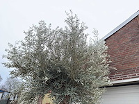 Olijfboom bonsai xl - olea europaea - ca. 100 jaar oud - hoogte ca. 290 cm - afbeelding 10 van  11