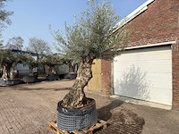 Olijfboom bonsai xl - olea europaea - ca. 100 jaar oud - hoogte ca. 290 cm - afbeelding 3 van  10