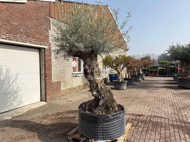 Olijfboom bonsai xl - olea europaea - ca. 100 jaar oud - hoogte ca. 290 cm - afbeelding 4 van  10