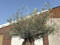 Olijfboom bonsai xl - olea europaea - ca. 100 jaar oud - hoogte ca. 290 cm - afbeelding 8 van  10