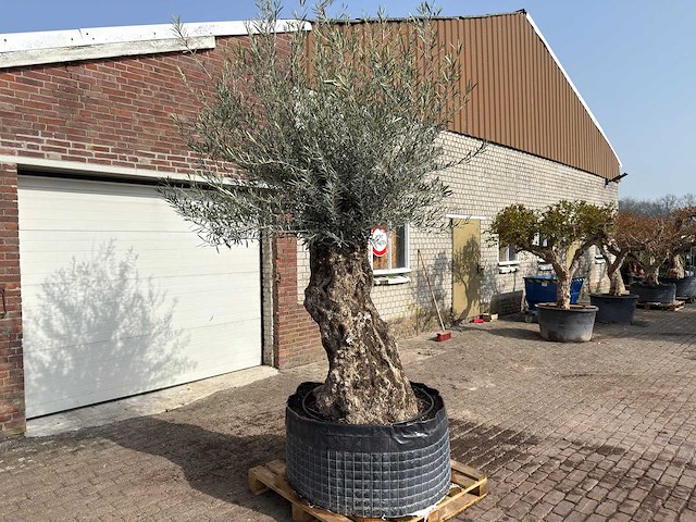 Olijfboom bonsai xl - olea europaea - ca. 100 jaar oud - hoogte ca. 290 cm - afbeelding 2 van  9