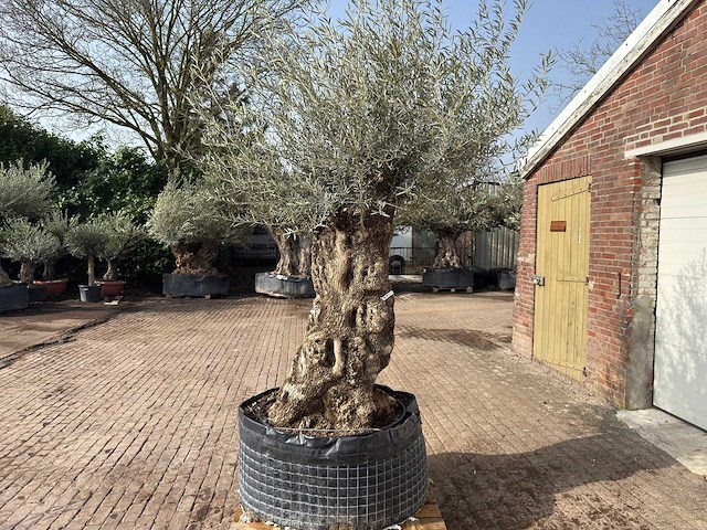 Olijfboom bonsai xl - olea europaea - ca. 100 jaar oud - hoogte ca. 290 cm - afbeelding 4 van  9
