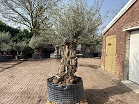 Olijfboom bonsai xl - olea europaea - ca. 100 jaar oud - hoogte ca. 290 cm - afbeelding 4 van  9