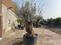 Olijfboom bonsai xl - olea europaea - ca. 100 jaar oud - hoogte ca. 290 cm - afbeelding 5 van  9