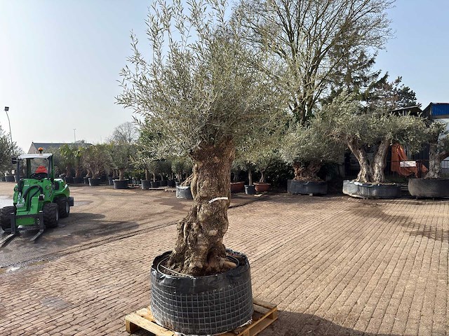 Olijfboom bonsai xl - olea europaea - ca. 100 jaar oud - hoogte ca. 290 cm - afbeelding 6 van  9