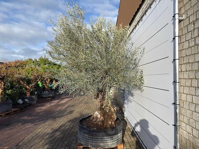 Olijfboom bonsai xl - olea europaea - ca. 100 jaar oud - hoogte ca. 300 cm - afbeelding 1 van  2