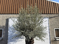Olijfboom bonsai xl - olea europaea - ca. 100 jaar oud - hoogte ca. 300 cm - afbeelding 2 van  2