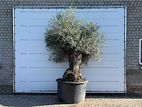 Olijfboom bonsai xl - olea europaea - ca. 120 jaar oud - hoogte ca. 270 cm - afbeelding 1 van  6