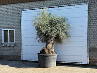 Olijfboom bonsai xl - olea europaea - ca. 120 jaar oud - hoogte ca. 270 cm - afbeelding 2 van  6
