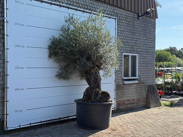 Olijfboom bonsai xl - olea europaea - ca. 120 jaar oud - hoogte ca. 270 cm - afbeelding 3 van  6
