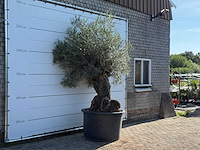 Olijfboom bonsai xl - olea europaea - ca. 120 jaar oud - hoogte ca. 270 cm - afbeelding 3 van  6