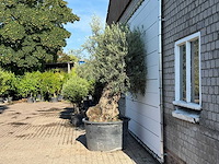 Olijfboom bonsai xl - olea europaea - ca. 120 jaar oud - hoogte ca. 270 cm - afbeelding 4 van  6