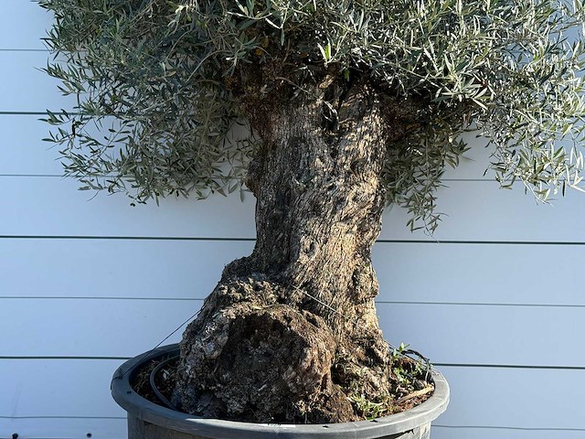 Olijfboom bonsai xl - olea europaea - ca. 120 jaar oud - hoogte ca. 270 cm - afbeelding 5 van  6