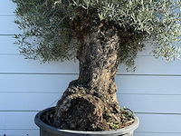 Olijfboom bonsai xl - olea europaea - ca. 120 jaar oud - hoogte ca. 270 cm - afbeelding 5 van  6