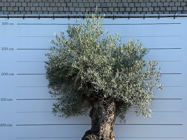 Olijfboom bonsai xl - olea europaea - ca. 120 jaar oud - hoogte ca. 270 cm - afbeelding 6 van  6