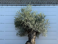 Olijfboom bonsai xl - olea europaea - ca. 120 jaar oud - hoogte ca. 270 cm - afbeelding 6 van  6