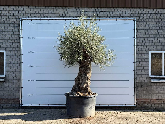 Olijfboom bonsai xl - olea europaea - ca. 120 jaar oud - hoogte ca. 280 cm - afbeelding 1 van  6