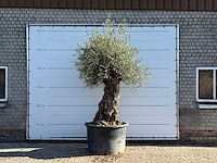 Olijfboom bonsai xl - olea europaea - ca. 120 jaar oud - hoogte ca. 280 cm - afbeelding 1 van  6