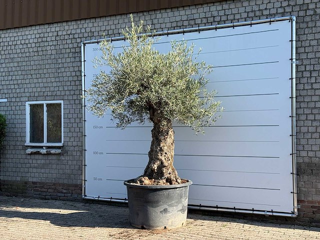Olijfboom bonsai xl - olea europaea - ca. 120 jaar oud - hoogte ca. 280 cm - afbeelding 2 van  6