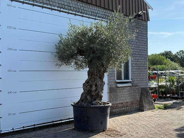 Olijfboom bonsai xl - olea europaea - ca. 120 jaar oud - hoogte ca. 280 cm - afbeelding 3 van  6