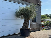 Olijfboom bonsai xl - olea europaea - ca. 120 jaar oud - hoogte ca. 280 cm - afbeelding 3 van  6