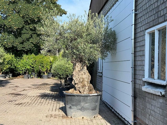 Olijfboom bonsai xl - olea europaea - ca. 120 jaar oud - hoogte ca. 280 cm - afbeelding 4 van  6