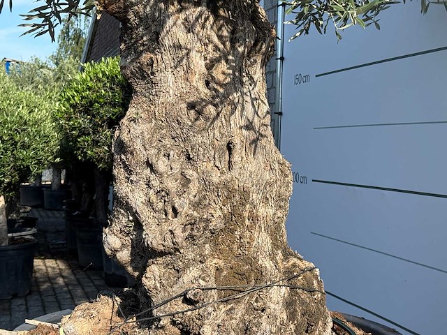 Olijfboom bonsai xl - olea europaea - ca. 120 jaar oud - hoogte ca. 280 cm - afbeelding 5 van  6