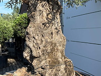 Olijfboom bonsai xl - olea europaea - ca. 120 jaar oud - hoogte ca. 280 cm - afbeelding 5 van  6