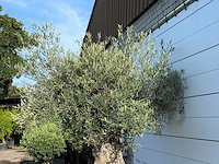 Olijfboom bonsai xl - olea europaea - ca. 120 jaar oud - hoogte ca. 280 cm - afbeelding 6 van  6