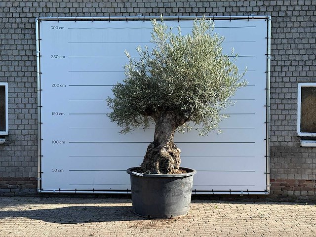 Olijfboom bonsai xl - olea europaea - ca. 120 jaar oud - hoogte ca. 280 cm - afbeelding 1 van  6