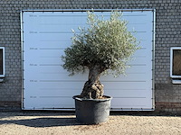Olijfboom bonsai xl - olea europaea - ca. 120 jaar oud - hoogte ca. 280 cm - afbeelding 1 van  6