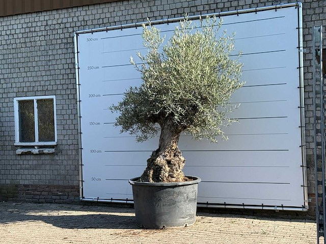 Olijfboom bonsai xl - olea europaea - ca. 120 jaar oud - hoogte ca. 280 cm - afbeelding 2 van  6