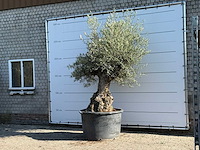 Olijfboom bonsai xl - olea europaea - ca. 120 jaar oud - hoogte ca. 280 cm - afbeelding 2 van  6