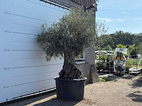 Olijfboom bonsai xl - olea europaea - ca. 120 jaar oud - hoogte ca. 280 cm - afbeelding 3 van  6