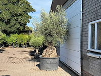 Olijfboom bonsai xl - olea europaea - ca. 120 jaar oud - hoogte ca. 280 cm - afbeelding 4 van  6