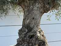Olijfboom bonsai xl - olea europaea - ca. 120 jaar oud - hoogte ca. 280 cm - afbeelding 5 van  6