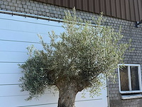 Olijfboom bonsai xl - olea europaea - ca. 120 jaar oud - hoogte ca. 280 cm - afbeelding 6 van  6
