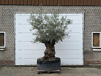 Olijfboom bonsai xl - olea europaea - ca. 120 jaar oud - hoogte ca. 280 cm