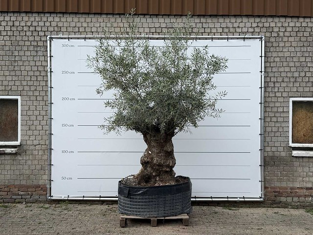 Olijfboom bonsai xl - olea europaea - ca. 120 jaar oud - hoogte ca. 280 cm - afbeelding 2 van  6