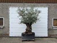 Olijfboom bonsai xl - olea europaea - ca. 120 jaar oud - hoogte ca. 280 cm - afbeelding 2 van  6