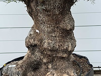 Olijfboom bonsai xl - olea europaea - ca. 120 jaar oud - hoogte ca. 280 cm - afbeelding 5 van  6