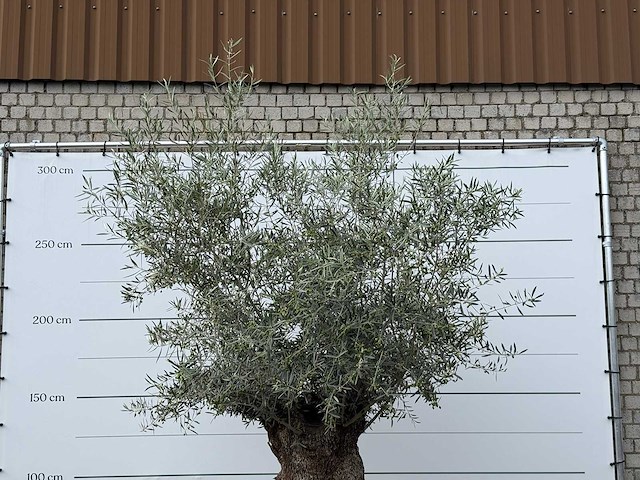 Olijfboom bonsai xl - olea europaea - ca. 120 jaar oud - hoogte ca. 280 cm - afbeelding 6 van  6