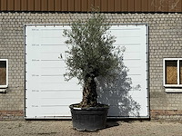 Olijfboom bonsai xl - olea europaea - ca. 120 jaar oud - hoogte ca. 280 cm - afbeelding 1 van  4