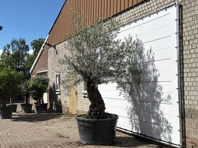 Olijfboom bonsai xl - olea europaea - ca. 120 jaar oud - hoogte ca. 280 cm - afbeelding 2 van  4